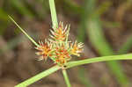 Oneflower flatsedge